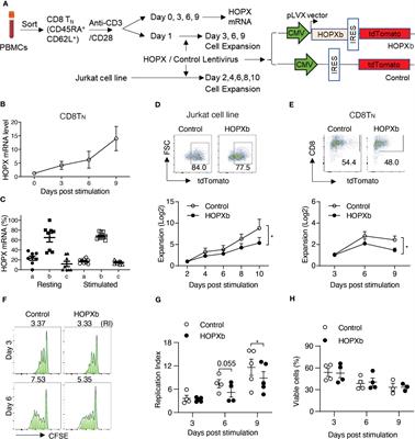 Homeodomain-only protein suppresses proliferation and contributes to differentiation- and age-related reduced CD8+ T cell expansion